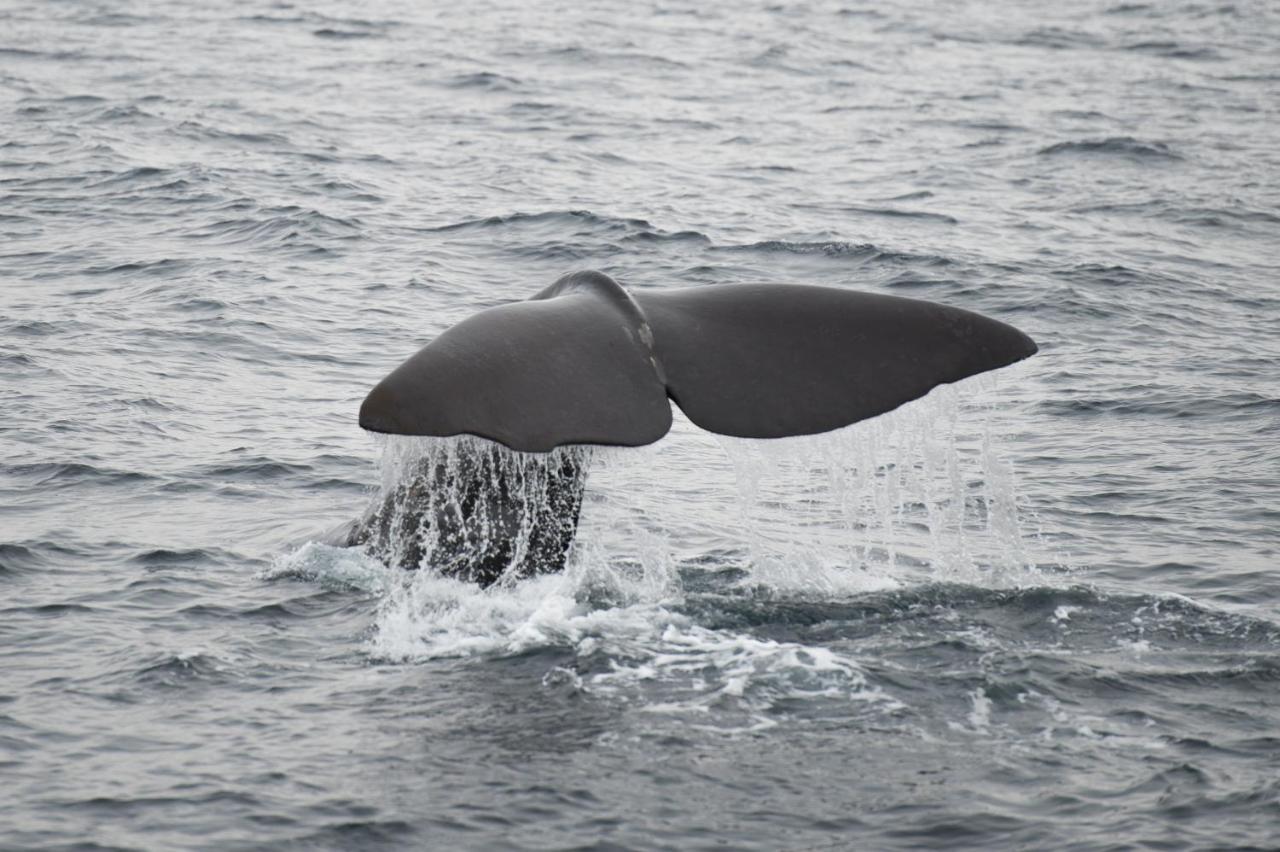 Apt 101 - Andenes Whale Safari Apartments Eksteriør billede